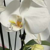Orhidee Phalaenopsis Cascadă în ghiveci ceramic